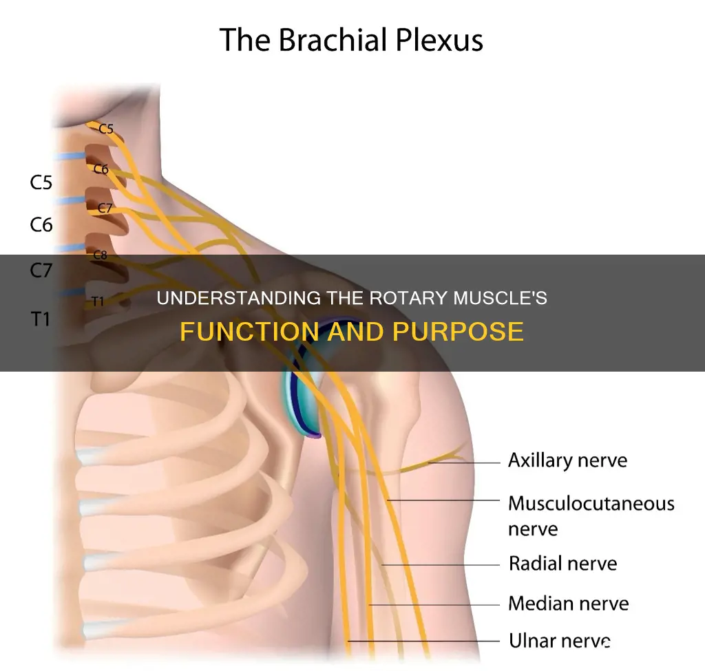 what does rotary muscle do