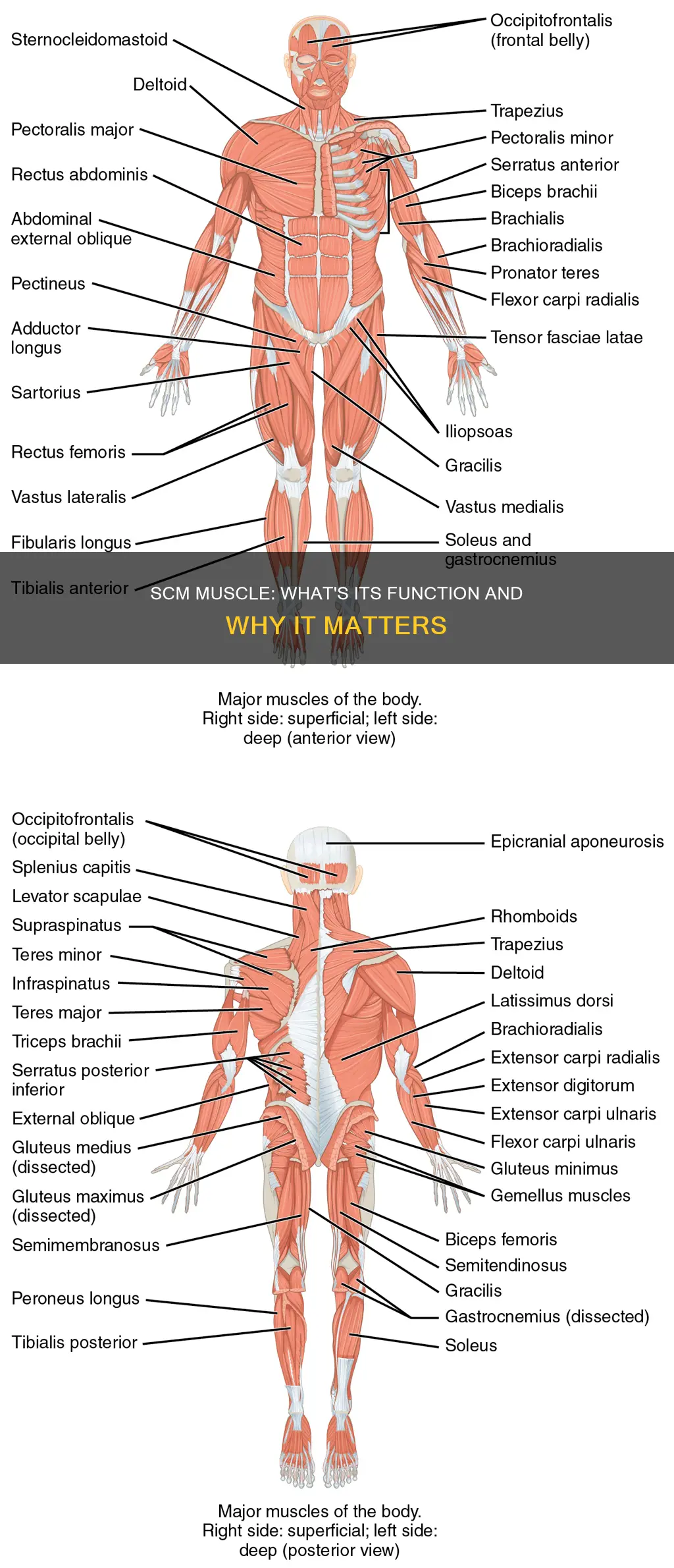 what does scm muscle do