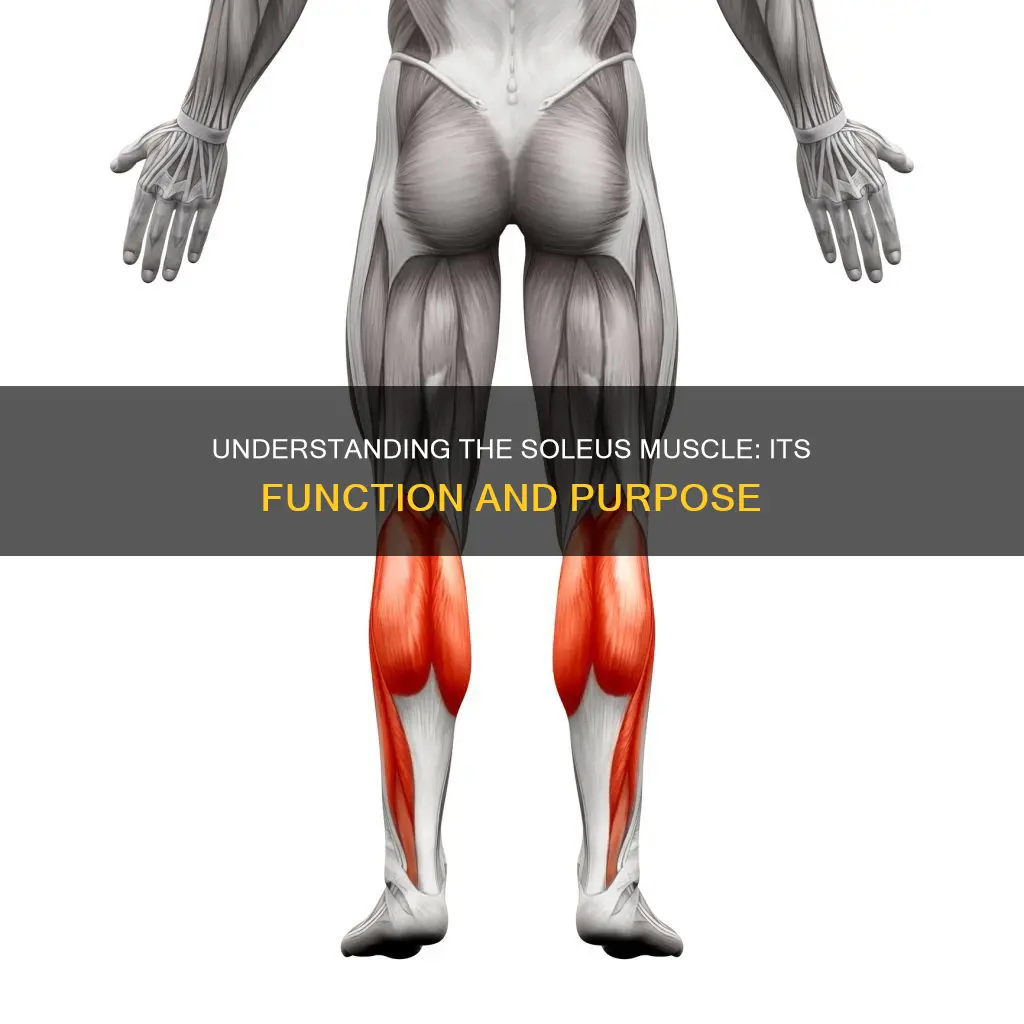 what does soleus muscle do