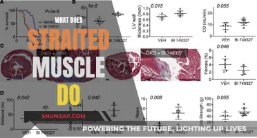 The Function of Striated Muscles: Understanding Their Unique Role
