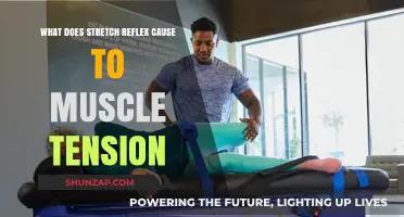 Stretch Reflex: How It Influences and Increases Muscle Tension Explained