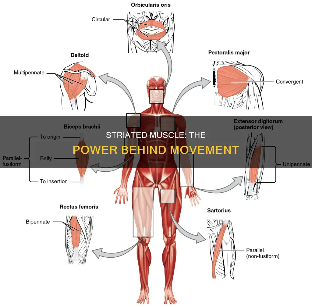 what does striated muscle allow