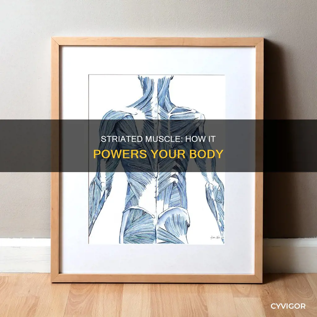 what does striated muscle dp