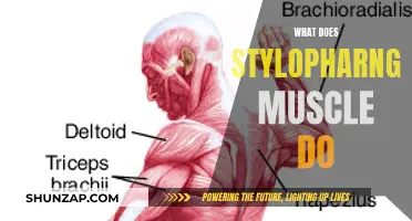 The Stylopharyngeus Muscle: A Vital Swallowing Muscle