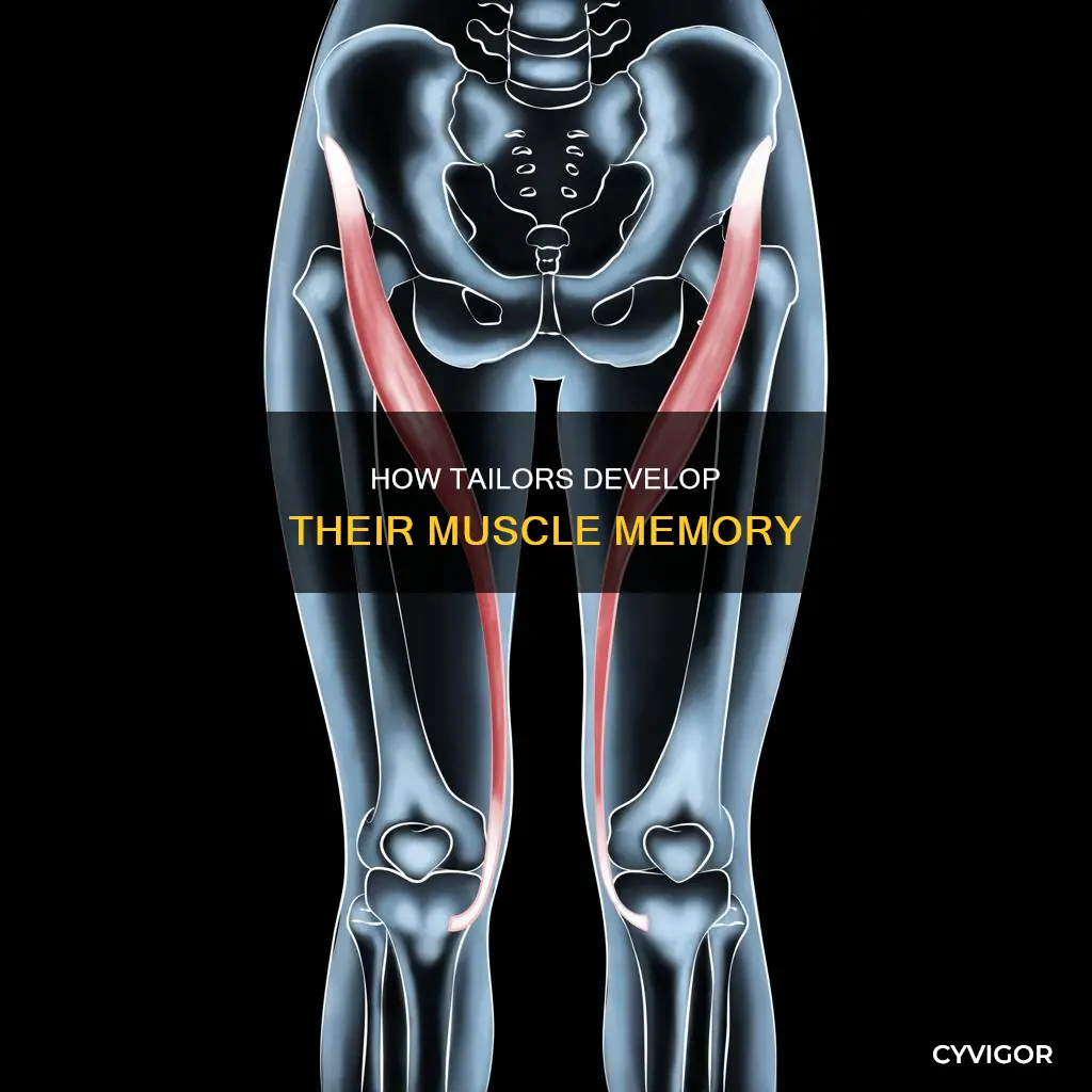 what does tailors muscle