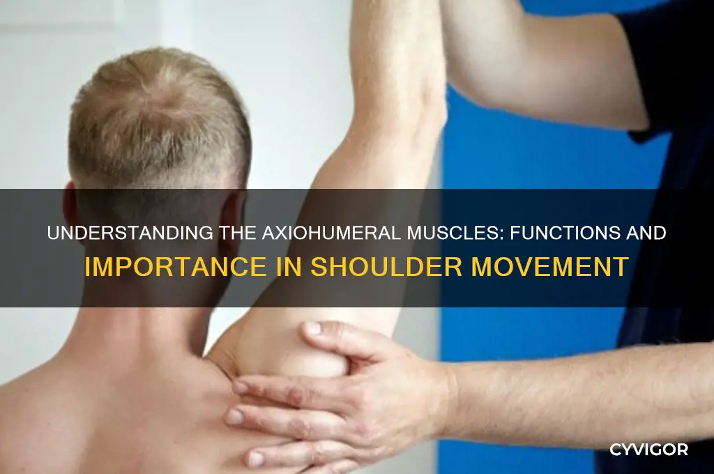 what does the axiohumeral group of muscles do