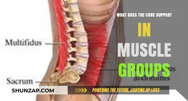 Understanding Core Support: How It Strengthens and Stabilizes Muscle Groups