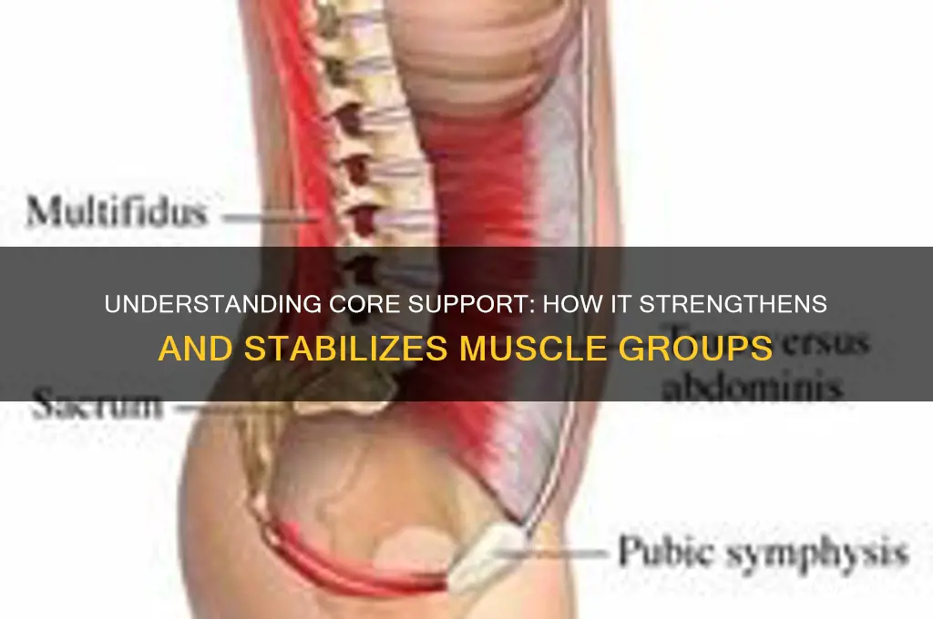 what does the core support in muscle groups