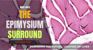 The Epimysium: A Connective Tissue's Surroundings