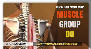 Erector Spinae Muscle Group: Functions, Importance, and Role in Posture