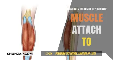 Exploring the Calf Muscle: Attachments and Functions