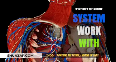How the Muscle System Collaborates with Other Body Systems for Optimal Function