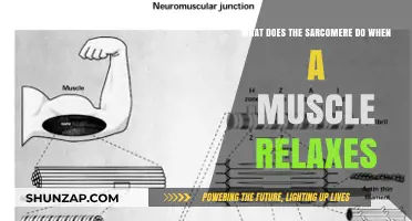 Sarcomere Relaxation: Unraveling Muscle Contraction's Reverse Process
