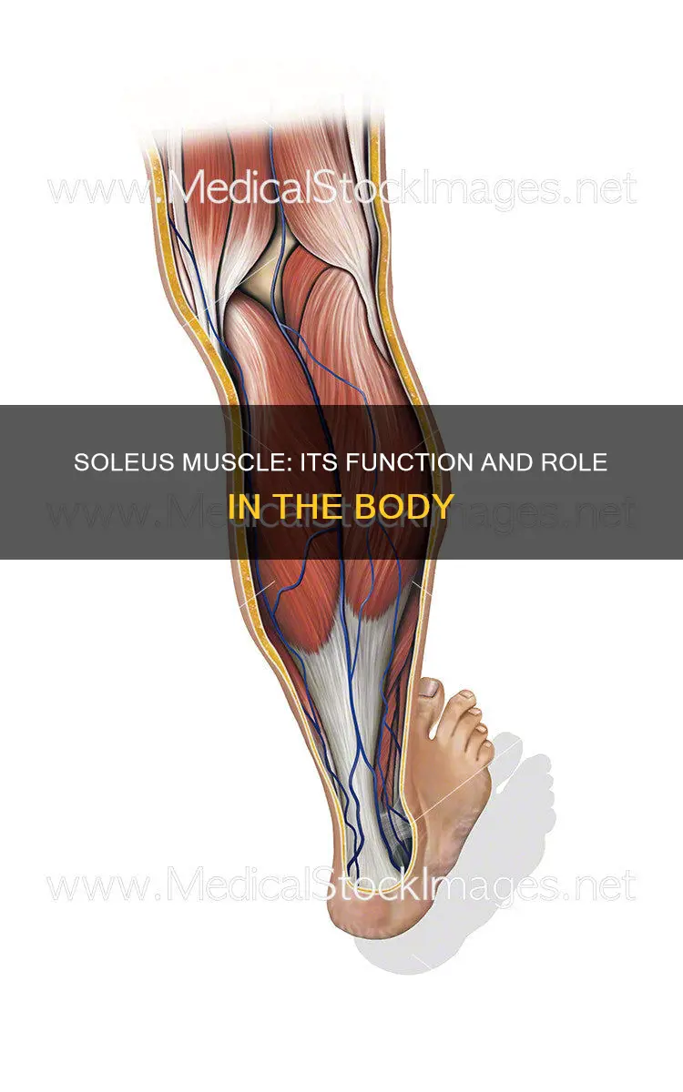 what does the soleus muscle