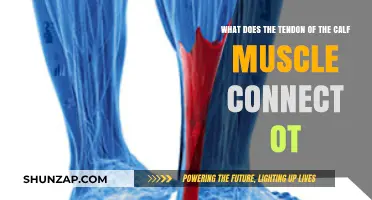 Unveiling the Connection: Calf Muscle Tendon's Crucial Role in Movement