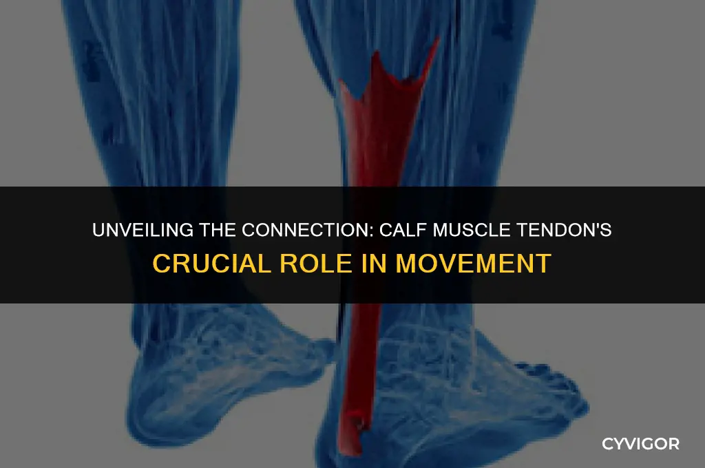 what does the tendon of the calf muscle connect ot