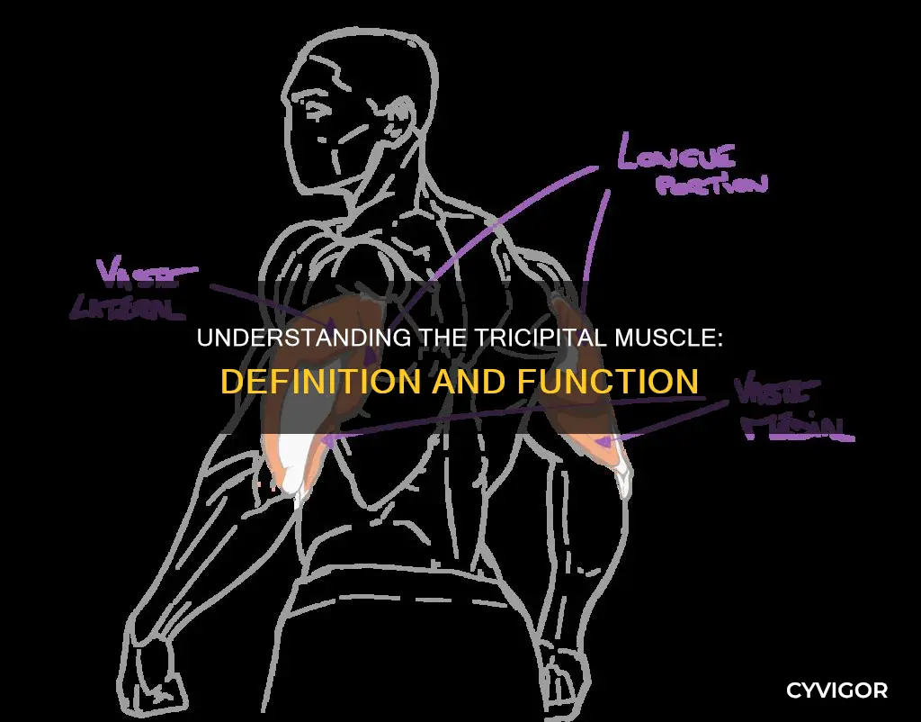 what does tricipital muscle mean
