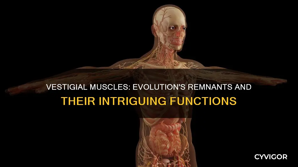 what does vestigial muscle illustrate