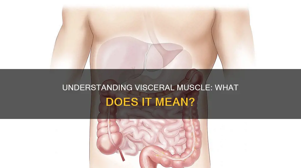 what does visceral muscle mean