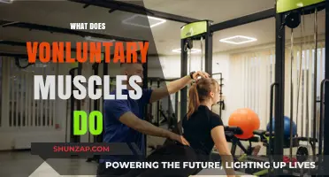Voluntary Muscles: Understanding Their Role and Function