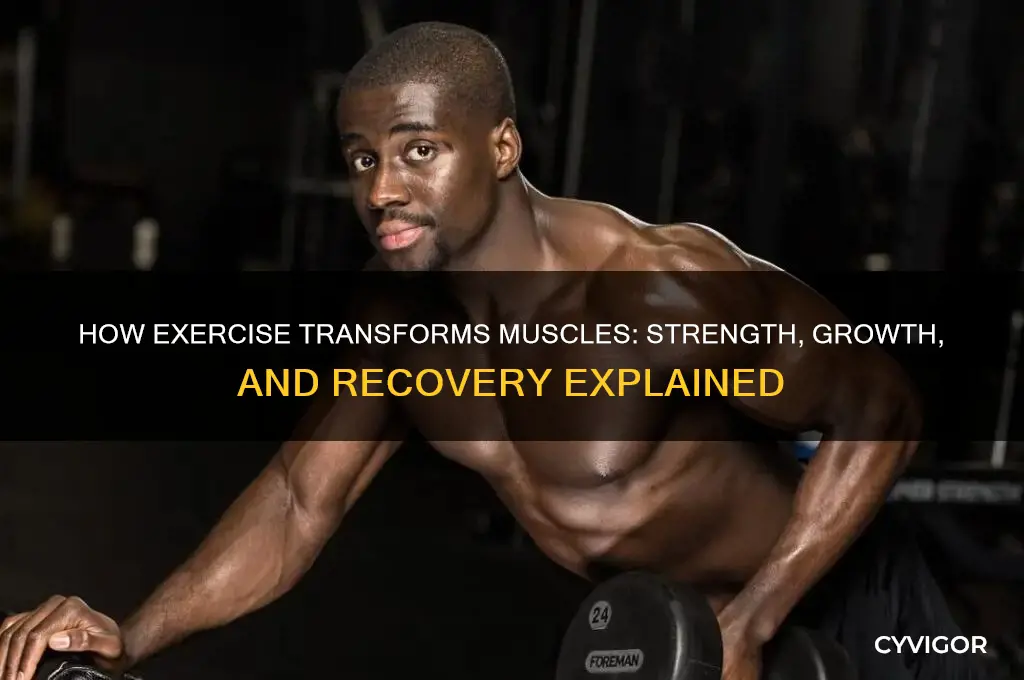 what does working out do to your muscles