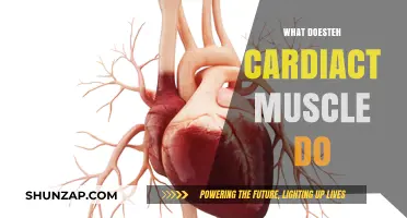 The Cardiac Muscle: Pumping Blood, Powering Life