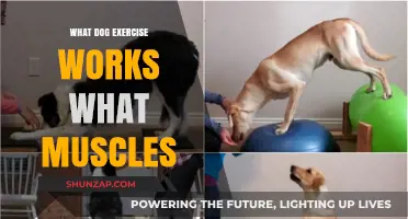 Effective Dog Exercises to Target and Strengthen Specific Muscles
