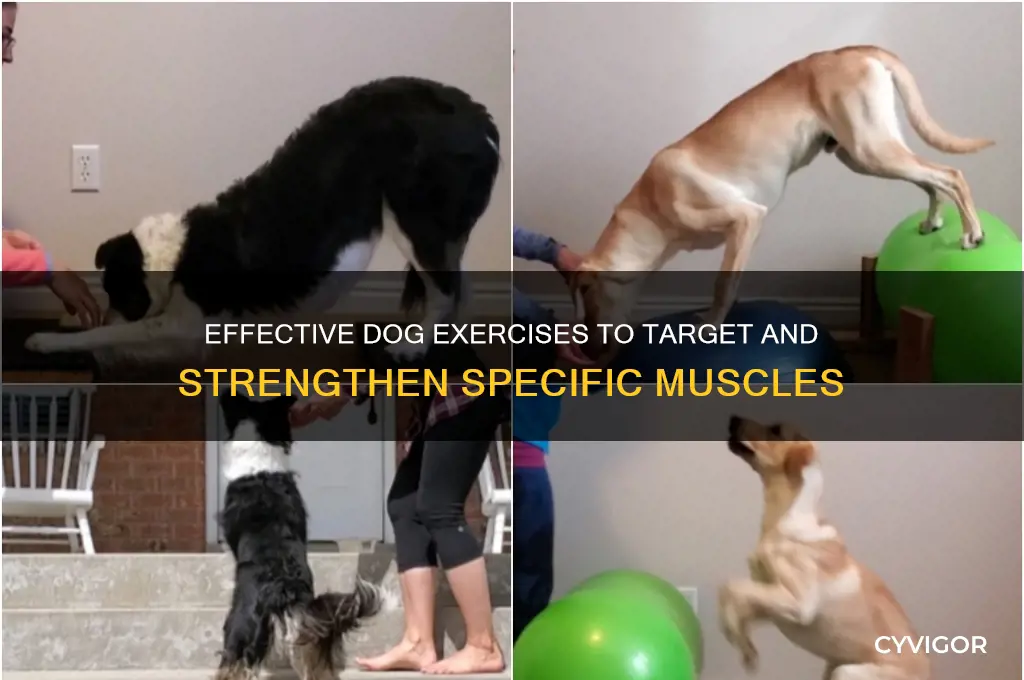 what dog exercise works what muscles