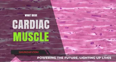 Understanding Cardiac Muscle Function and its Unique Properties