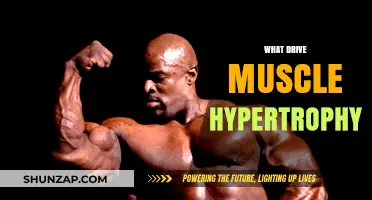 Muscle Growth: Unlocking the Secrets of Hypertrophy