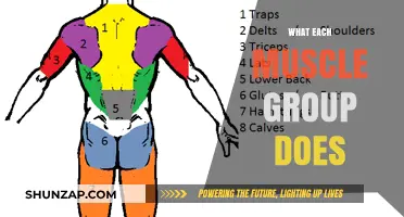 Understanding Muscle Functions: A Comprehensive Guide to Each Group's Role