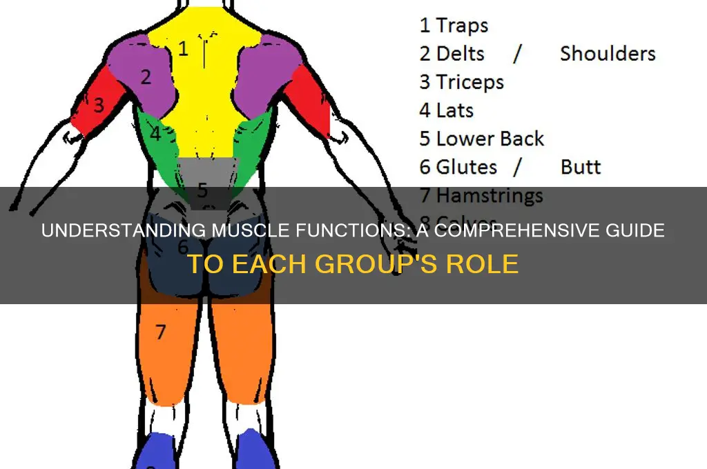 what each muscle group does