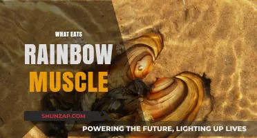 Predators of the Rainbow Mussel: Who's Eating Them?