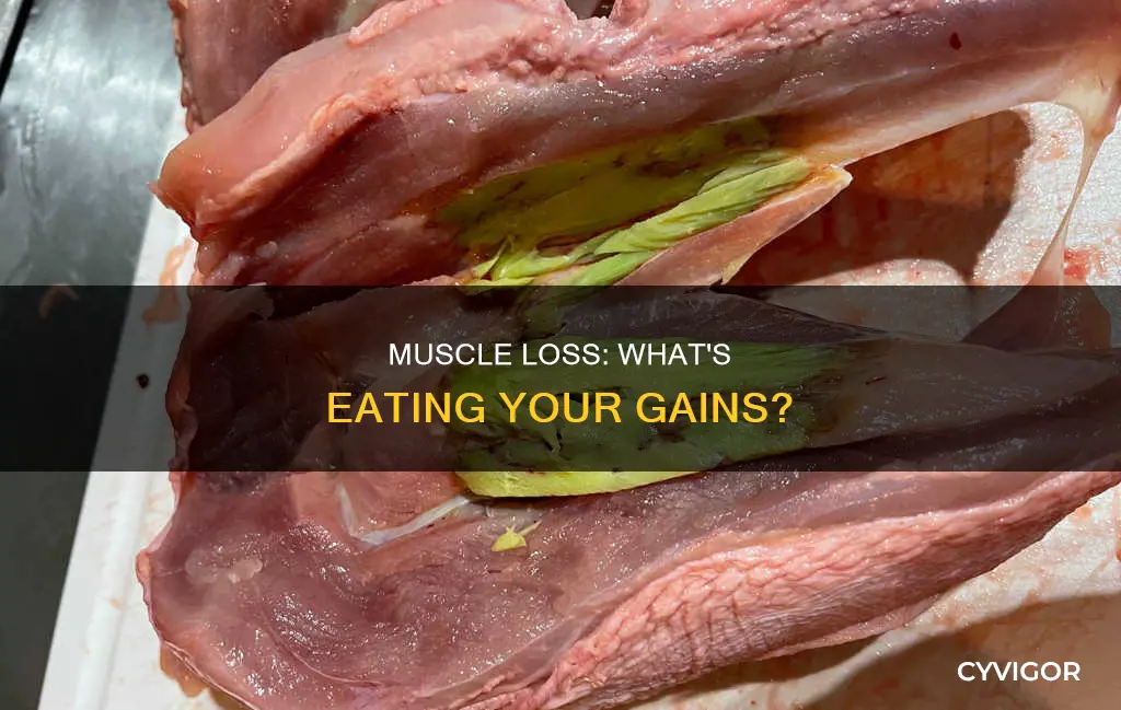 what eats your muscle