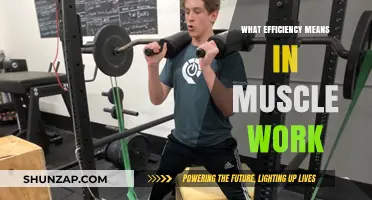 Maximizing Muscle Efficiency: Understanding Work Output and Energy Conservation