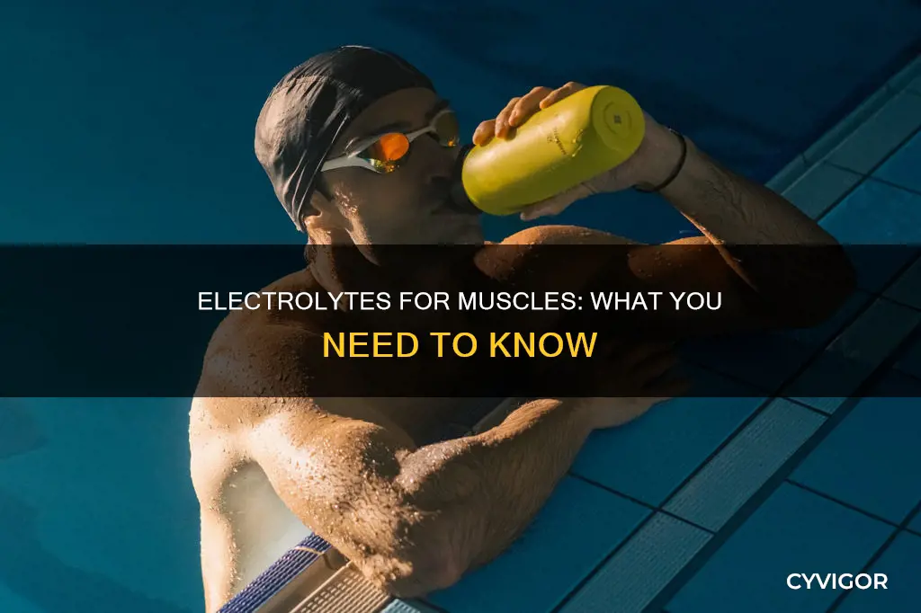 what electrolytes do muscles need