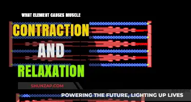 Calcium's Role in Muscle Contraction and Relaxation Explained