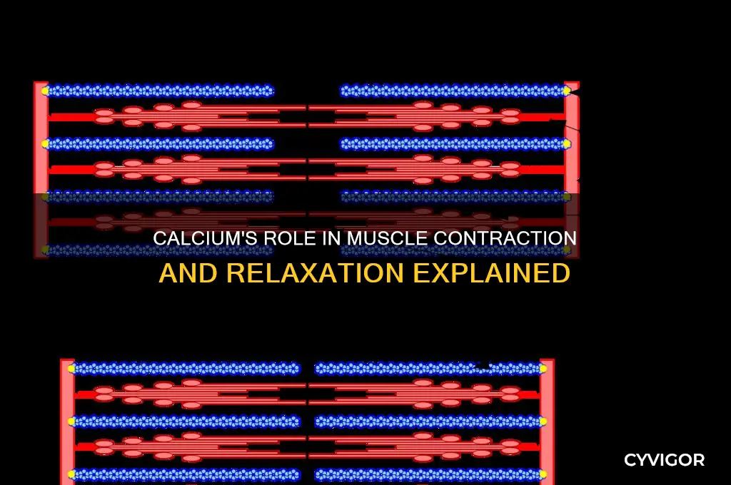 what element causes muscle contraction and relaxation