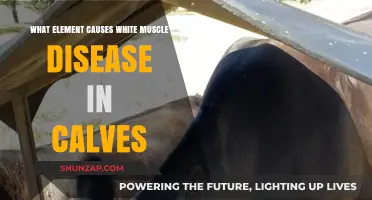White Muscle Disease in Calves: The Role of Selenium Deficiency