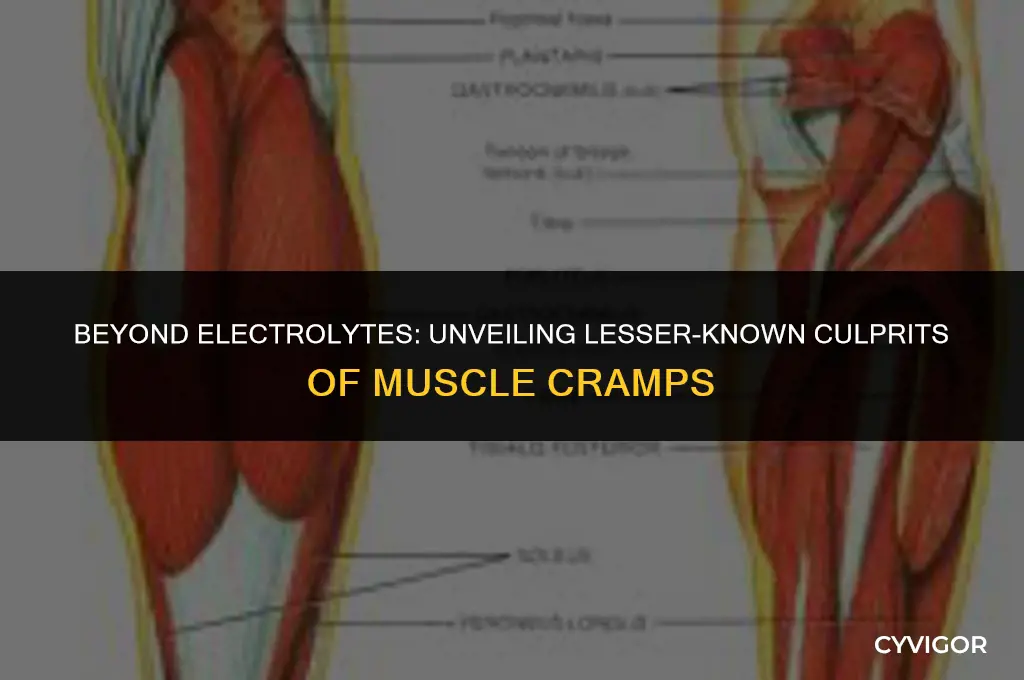 what else besides electrolytes and fluids might affect muscle cramps