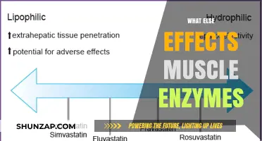 Muscle Enzymes: What Other Factors Influence Them?