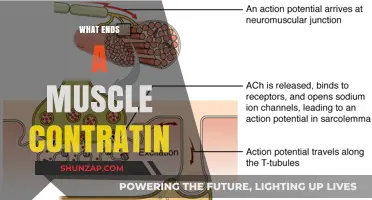 How Muscles Relax: Understanding Contraction and Its End
