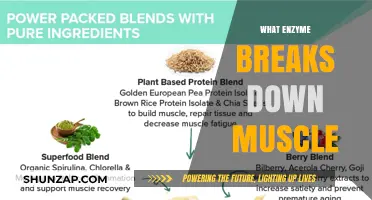 Enzymes Breaking Down Muscle: Understanding the Process