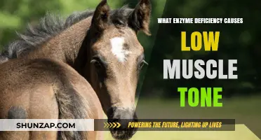 Understanding the Enzyme Deficiency Linked to Low Muscle Tone