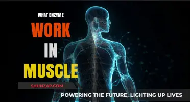 Unveiling the Key Enzymes Powering Muscle Function and Performance