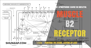 Epinephrine's Impact on Skeletal Muscle B2 Receptors Explained