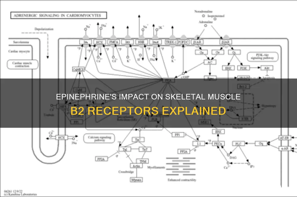 what epinephrine cause in skeletal muscle b2 receptor