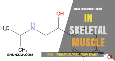Epinephrine's Impact on Skeletal Muscle Function and Metabolic Response