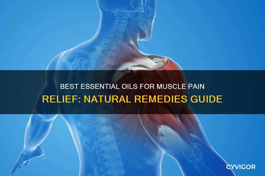 what essential oil for muscle pain
