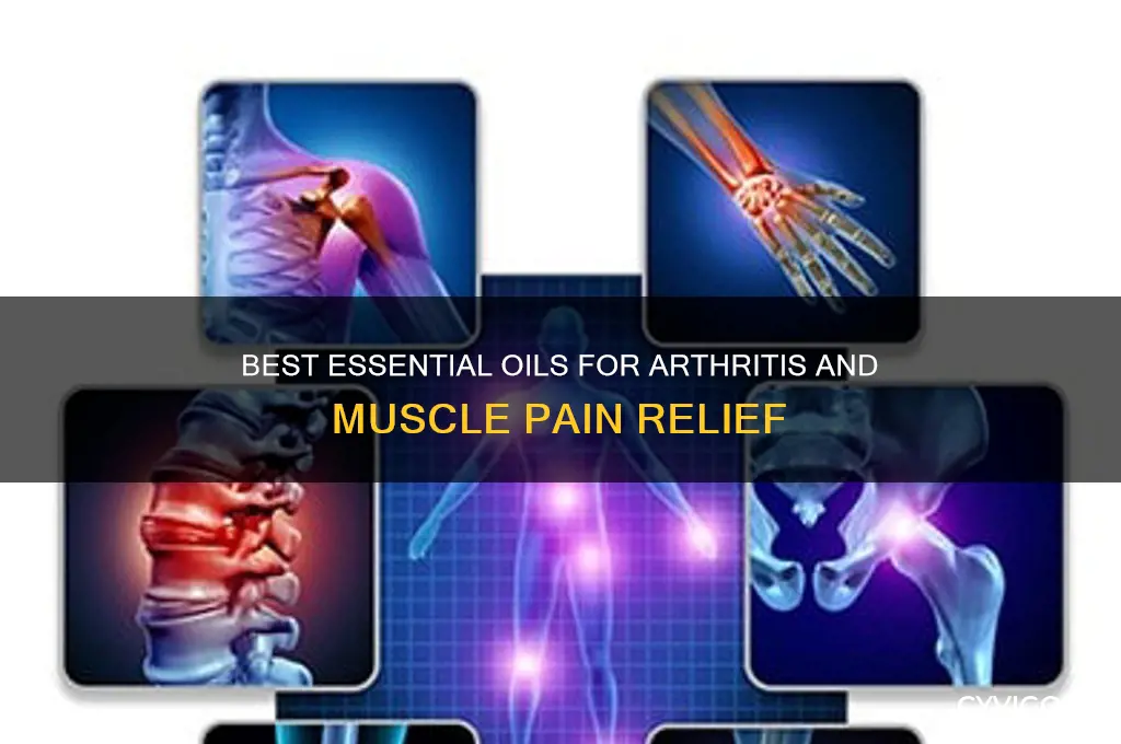 what essential oils are good for arthritis and muscle pain